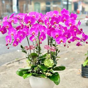 Hoa Lan Hồ Điệp